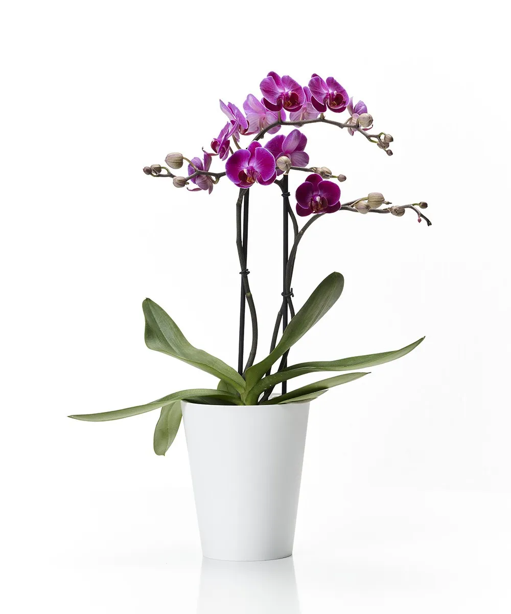 Clivo orchidea - Cache-pot greener - Euro3plast S.p.A.