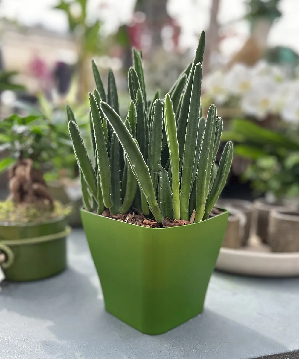 Quadria - Cache-pot greener - Euro3plast S.p.A.