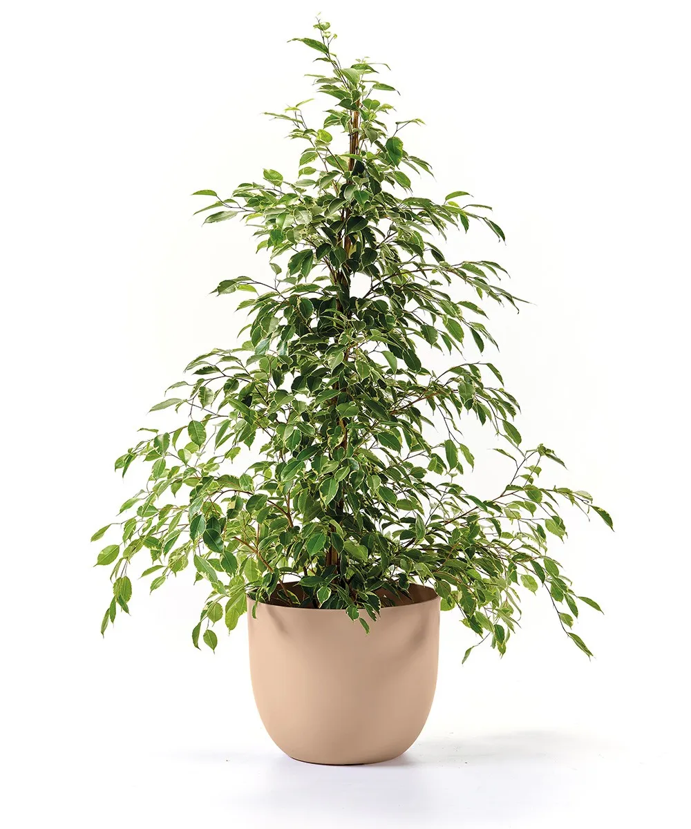 Ciotola 20cm Euro 3 Plast Riciclata Antracite Ciotola Rok Greener Euro 3 Plast - 20cm In Plastica Riciclata Colore Antracite Ciotola Acciaio Inox Cucina - 4