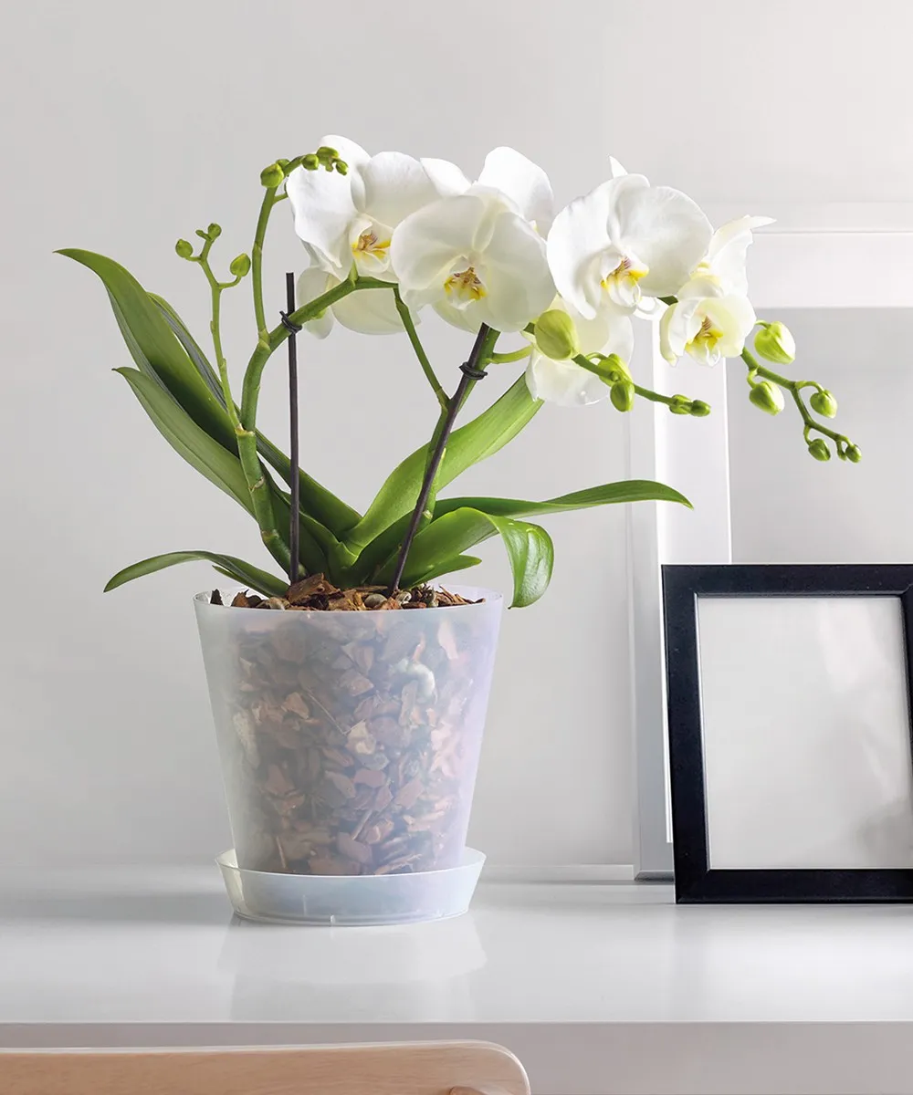 Vaso Trasparente Forato Clivo Per Orchidee – Euro3plast – Made In Italy – Varie Misure